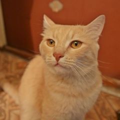 Подробнее об объявлении «Пропала кошка Подольск» Фото: пропала кошка  «Пропала кошка Подольск» в г. Подольск