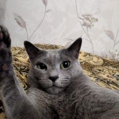 Подробнее об объявлении «Пропала кошка Троицк» Фото: пропала кошка Русская голубая «Пропала кошка Троицк» в г. Троицк
