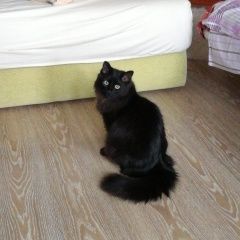 Подробнее об объявлении «Москва Пропала кошка» Фото: пропала кошка  «Москва Пропала кошка» в г. Москва