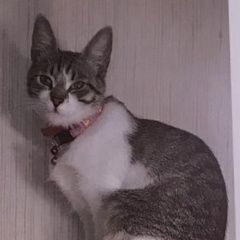 Подробнее об объявлении «Москва Пропала кошка потерялась наша кошечка матильда» Фото: пропала кошка  «Москва Пропала кошка потерялась наша кошечка...» в г. Москва