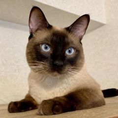 Подробнее об объявлении «Пропал кот (кот) Можайск» Фото: пропала кошка Тайская «Пропал кот (кот) Можайск» в г. Можайск