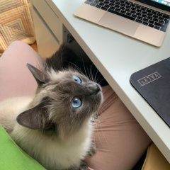 Подробнее об объявлении «Москва Пропала кошка» Фото: пропала кошка Невская маскарадная «Москва Пропала кошка» в г. Москва