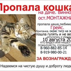 Подробнее об объявлении «Волгоград Пропала кошка» Фото: пропала кошка  «Волгоград Пропала кошка» в г. Волгоград