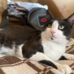 Подробнее об объявлении «Нижний Новгород Пропал кот» Фото: пропала кошка  «Нижний Новгород Пропал кот» в г. Нижний Новгород