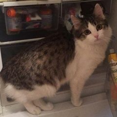 Подробнее об объявлении «Химки Пропал кот» Фото: пропала кошка  «Химки Пропал кот» в г. Химки