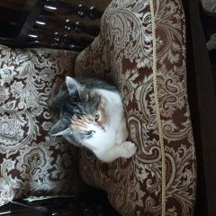 Подробнее об объявлении «Москва Пропала кошка» Фото: пропала кошка  «Москва Пропала кошка» в г. Москва
