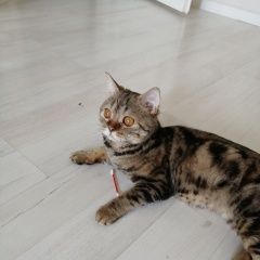 Подробнее об объявлении «Пропала кошка Бугуруслан» Фото: пропала кошка  «Пропала кошка Бугуруслан» в г. Бугуруслан