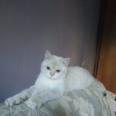 Подробнее об объявлении «Пропал кот Москва» Фото: пропала кошка Британская короткошерстная «Пропал кот Москва» в г. Москва