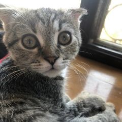 Подробнее об объявлении «Пропала кошка Краснодар» Фото: пропала кошка  «Пропала кошка Краснодар» в г. Краснодар