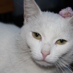 Подробнее об объявлении «Пропал кот  Ногинск» Фото: пропала кошка  «Пропал кот  Ногинск» в г. Ногинск