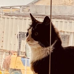 Подробнее об объявлении «Пропала кошка Новороссийск» Фото: пропала кошка  «Пропала кошка Новороссийск» в г. Новороссийск