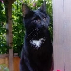 Подробнее об объявлении «Пропал кот Можайск» Фото: пропала кошка  «Пропал кот Можайск» в г. Можайск