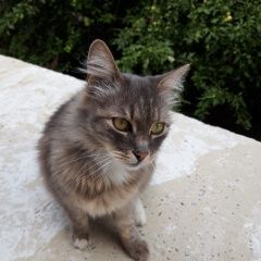 Подробнее об объявлении «Воронеж Пропал кот» Фото: пропала кошка  «Воронеж Пропал кот» в г. Воронеж