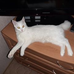 Подробнее об объявлении «Пропала кошка.. Астрахань» Фото: пропала кошка Бобтейл «Пропала кошка.. Астрахань» в г. Астрахань