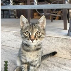 Подробнее об объявлении «Пропала кошка Ставрополь» Фото: пропала кошка  «Пропала кошка Ставрополь» в г. Ставрополь