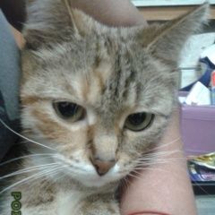 Подробнее об объявлении «Пропала кошка любовь моя Сходня» Фото: пропала кошка  «Пропала кошка любовь моя Сходня» в г. Сходня