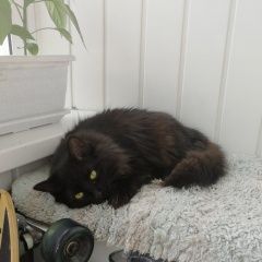 Подробнее об объявлении «Москва Пропала кошка» Фото: пропала кошка  «Москва Пропала кошка» в г. Москва