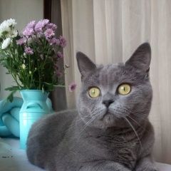 Подробнее об объявлении «Пропала кошка Пушкино» Фото: пропала кошка  «Пропала кошка Пушкино» в г. Пушкино