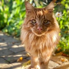 Подробнее об объявлении «Пропал кот Троицк» Фото: пропала кошка Мейн-кун «Пропал кот Троицк» в г. Троицк