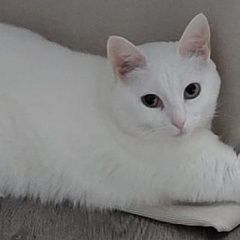 Подробнее об объявлении «Пропала кошка Реутов» Фото: пропала кошка  «Пропала кошка Реутов» в г. Реутов