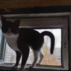 Подробнее об объявлении «Ярославль Пропала кошка кошечка» Фото: пропала кошка  «Ярославль Пропала кошка кошечка» в г. Ярославль