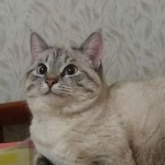 Подробнее об объявлении «Пенза Пропала кошка» Фото: пропала кошка  «Пенза Пропала кошка» в г. Пенза