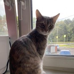 Подробнее об объявлении «Пропала кошка ей требуется личение Дмитров» Фото: пропала кошка  «Пропала кошка ей требуется личение Дмитров» в г. Дмитров