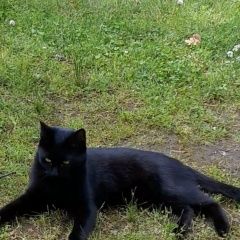 Подробнее об объявлении «Пропала кошка в орехово, лен. обл. Санкт-Петербург» Фото: пропала кошка  «Пропала кошка в орехово, лен. обл. Санкт-Петербург» в г. Санкт-Петербург