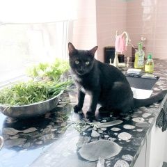 Подробнее об объявлении «Пропал кот черный кот с белым бантиком на груди Уфа» Фото: пропала кошка  «Пропал кот черный кот с белым бантиком на груди...» в г. Уфа