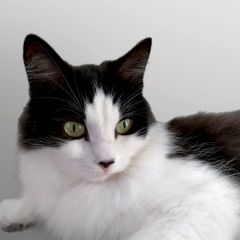 Подробнее об объявлении «Пропала кошка супсехское шоссе 26 лит.8 Анапа» Фото: пропала кошка  «Пропала кошка супсехское шоссе 26 лит.8 Анапа» в г. Анапа