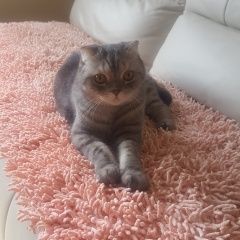 Подробнее об объявлении «Пропал кот Темиртау» Фото: пропала кошка  «Пропал кот Темиртау» в г. Темиртау