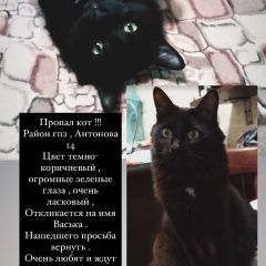 Подробнее об объявлении «Пенза Пропал кот» Фото: пропала кошка  «Пенза Пропал кот» в г. Пенза