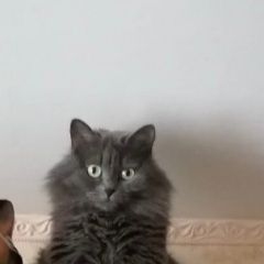 Подробнее об объявлении «Нижний Новгород Пропала кошка» Фото: пропала кошка  «Нижний Новгород Пропала кошка» в г. Нижний Новгород