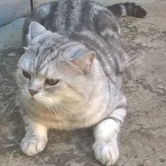 Подробнее об объявлении «Пропал кот Волжский (Самарская обл.)» Фото: пропала кошка Британская короткошерстная «Пропал кот Волжский (Самарская обл.)» в г. Волжский (Самарская обл.)