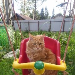 Подробнее об объявлении «Красноярск Пропал кот на ст.минино» Фото: пропала кошка Мейн-кун «Красноярск Пропал кот на ст.минино» в г. Красноярск
