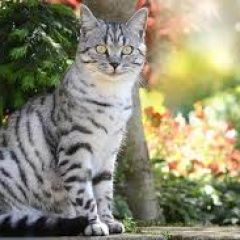 Подробнее об объявлении «Пропал кот Симферополь» Фото: пропала кошка  «Пропал кот Симферополь» в г. Симферополь