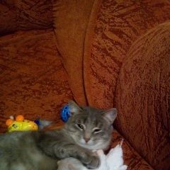 Подробнее об объявлении «Нижний Новгород Пропал кот ик» Фото: пропала кошка  «Нижний Новгород Пропал кот ик» в г. Нижний Новгород