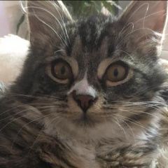 Подробнее об объявлении «Пропал кот кузя. Долгопрудный» Фото: пропала кошка  «Пропал кот кузя. Долгопрудный» в г. Долгопрудный