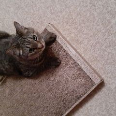 Подробнее об объявлении «Набережные Челны Пропала кошка помогите вернуть любимцу.» Фото: пропала кошка  «Набережные Челны Пропала кошка помогите вернуть...» в г. Набережные Челны