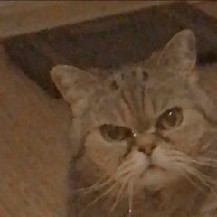 Подробнее об объявлении «Апрелевка Пропал кот» Фото: пропала кошка  «Апрелевка Пропал кот» в г. Апрелевка