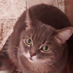 Подробнее об объявлении «Пропал кот Курган» Фото: пропала кошка  «Пропал кот Курган» в г. Курган