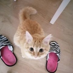 Подробнее об объявлении «Воронеж Пропала кошка» Фото: пропала кошка  «Воронеж Пропала кошка» в г. Воронеж