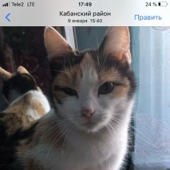 Подробнее об объявлении «Ангарск Пропала кошка трехцветная кошка» Фото: пропала кошка  «Ангарск Пропала кошка трехцветная кошка» в г. Ангарск