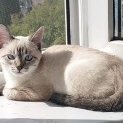 Подробнее об объявлении «Пропал кот Уфа» Фото: пропала кошка Сиамская «Пропал кот Уфа» в г. Уфа