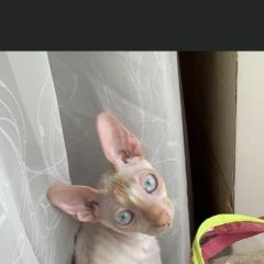 Подробнее об объявлении «Пропала кошка Долгопрудный» Фото: пропала кошка Корниш-рекс «Пропала кошка Долгопрудный» в г. Долгопрудный
