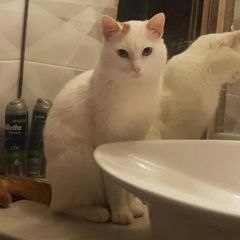 Подробнее об объявлении «Пропал кот Краснодар» Фото: пропала кошка  «Пропал кот Краснодар» в г. Краснодар