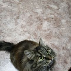 Подробнее об объявлении «Кадом Пропала кошка» Фото: пропала кошка  «Кадом Пропала кошка» в г. Кадом