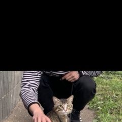 Подробнее об объявлении «Калининград (Кенигсберг) Пропал кот» Фото: пропала кошка  «Калининград (Кенигсберг) Пропал кот» в г. Калининград (Кенигсберг)