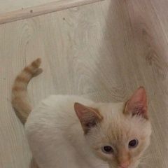 Подробнее об объявлении «Пропал кот Рязань» Фото: пропала кошка  «Пропал кот Рязань» в г. Рязань