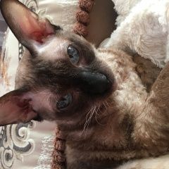 Подробнее об объявлении «Пропала кошка кличка лили 7 августа Балашиха» Фото: пропала кошка Корниш-рекс «Пропала кошка кличка лили 7 августа Балашиха» в г. Балашиха